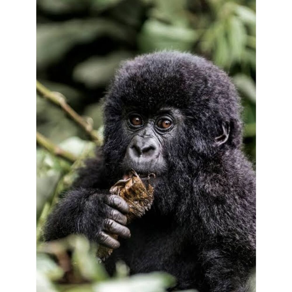 Custom Fridge Magnet Baby Gorilla Home Kitchen Decor